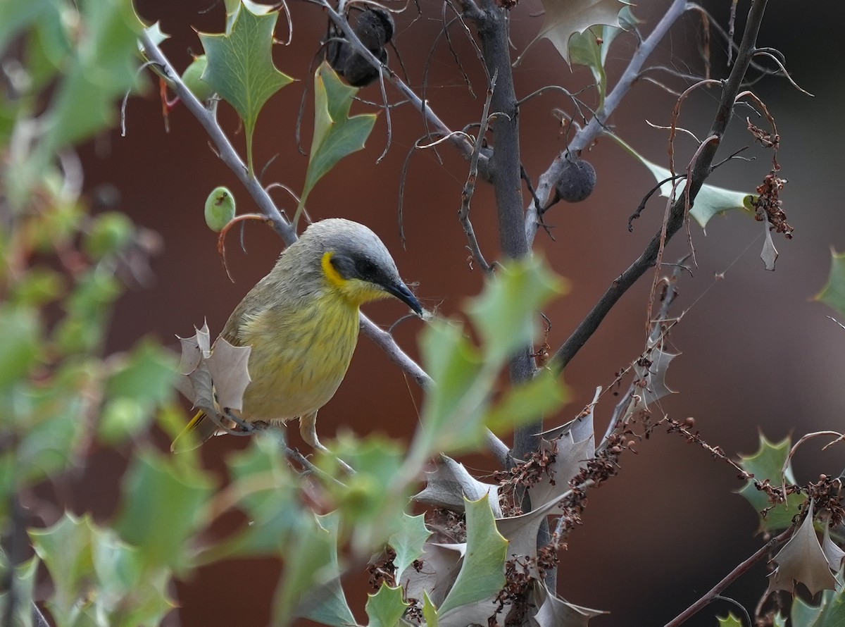 medosavka šedohlavá - ML644576856