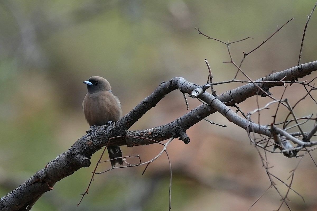 Little Woodswallow - ML644576861