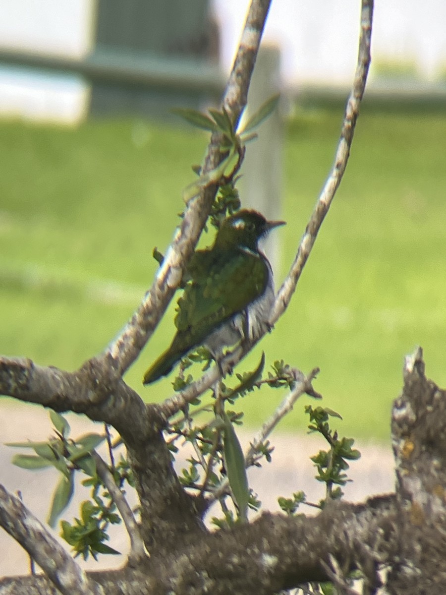 grønngjøk - ML644576862