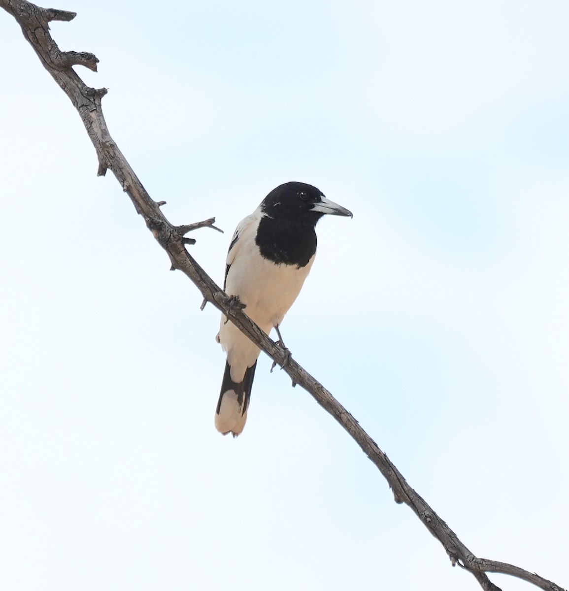 sangslakterfugl - ML644576863