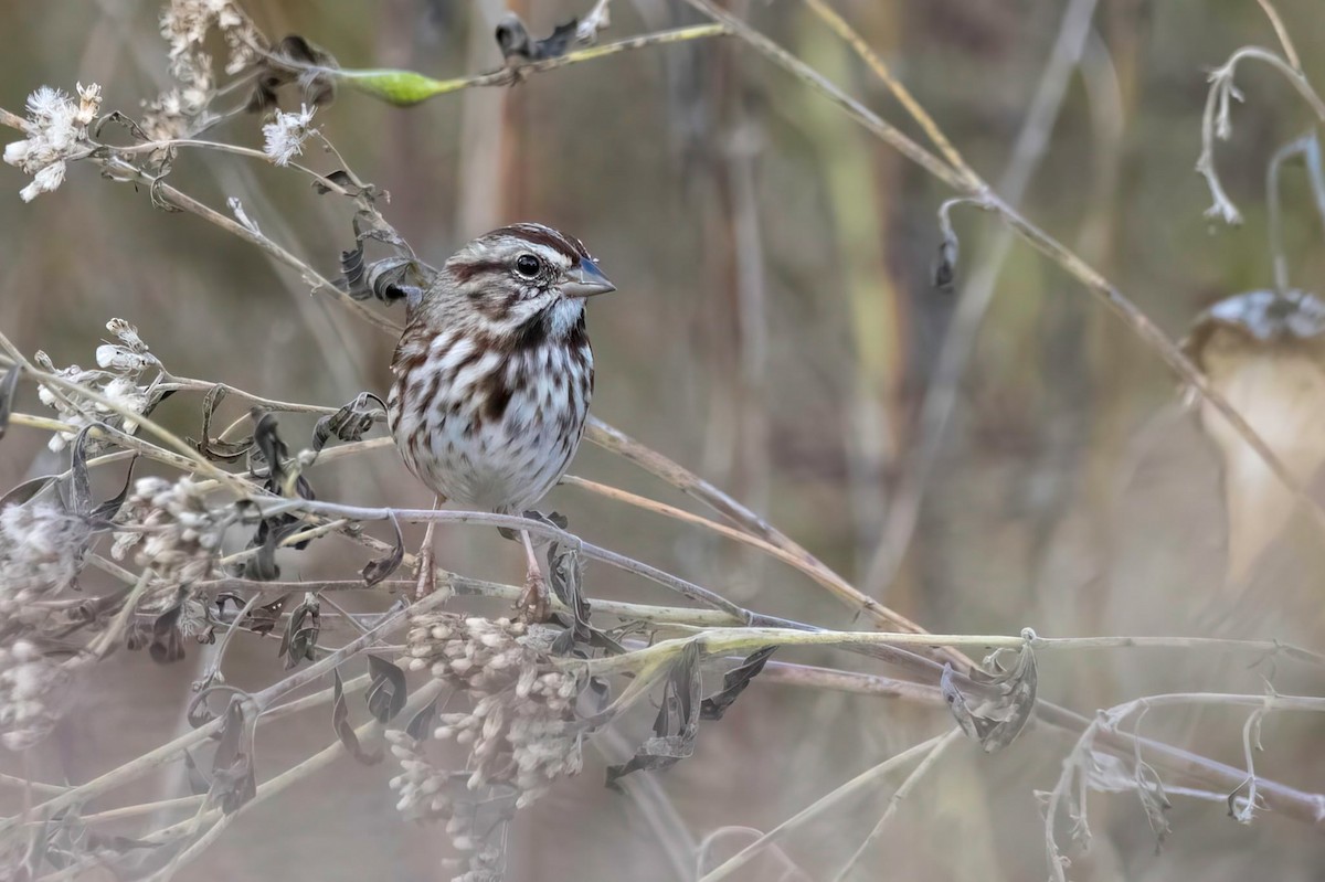 Bruant chanteur - ML644576872