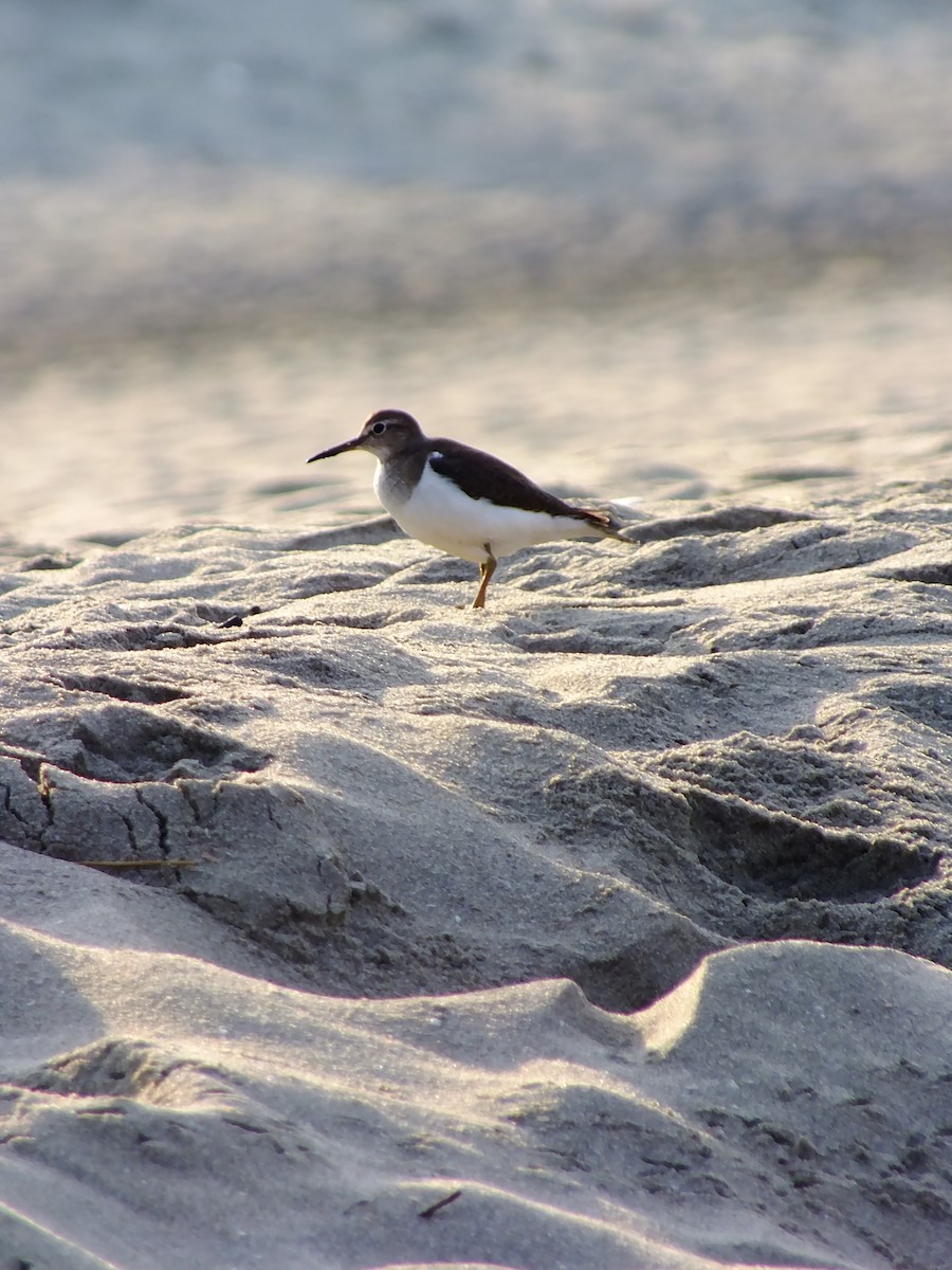 Common Sandpiper - ML644576875