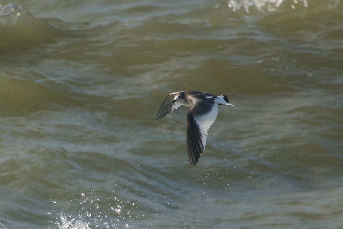 Sabine's Gull - ML644576877