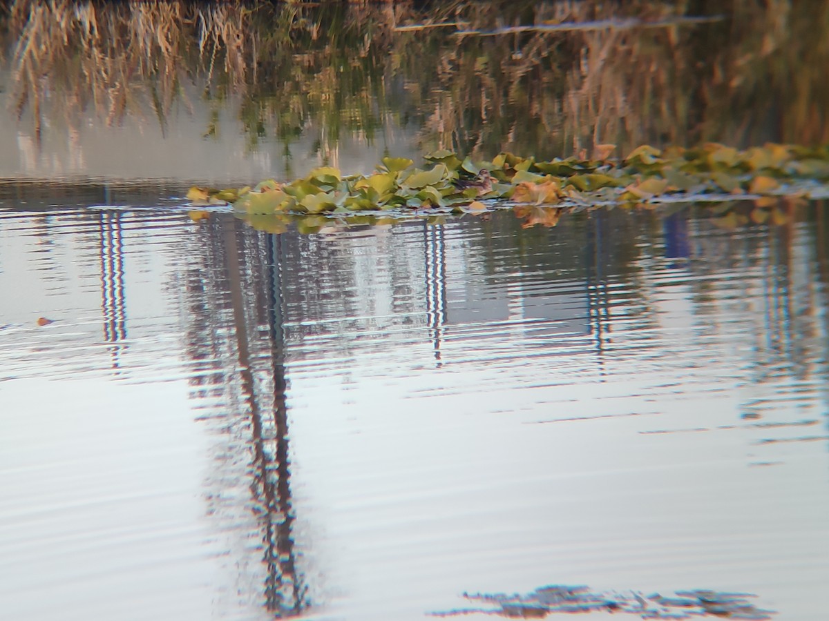 Garganey - ML644576888