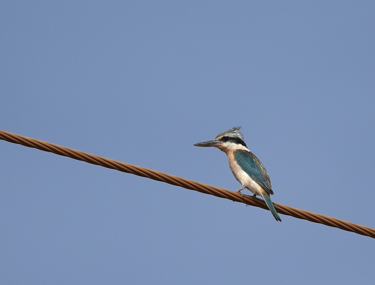 Kırmızı Belli Yalıçapkını - ML644576894