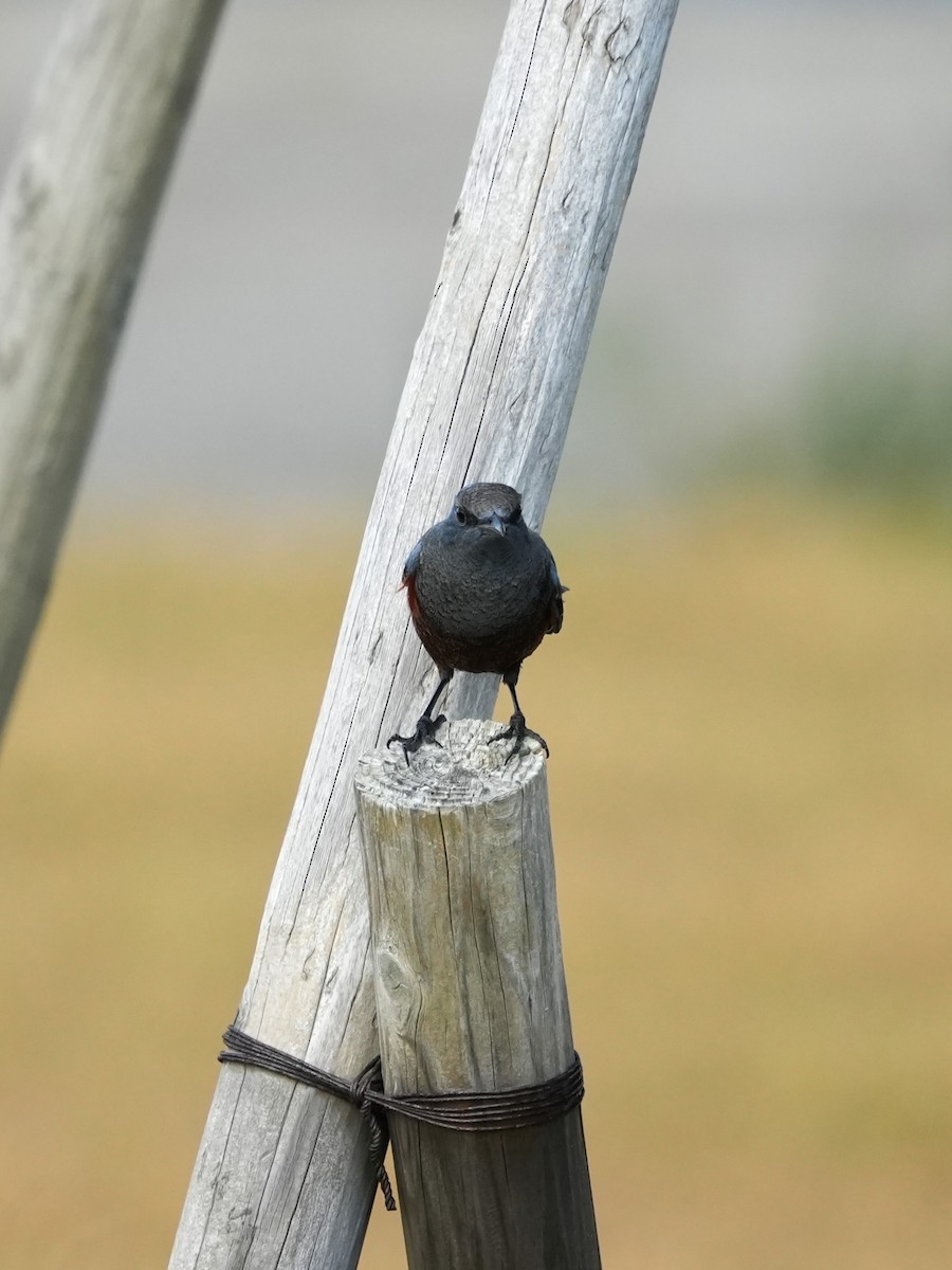 צוקית בודדת (פיליפינים) - ML644576895