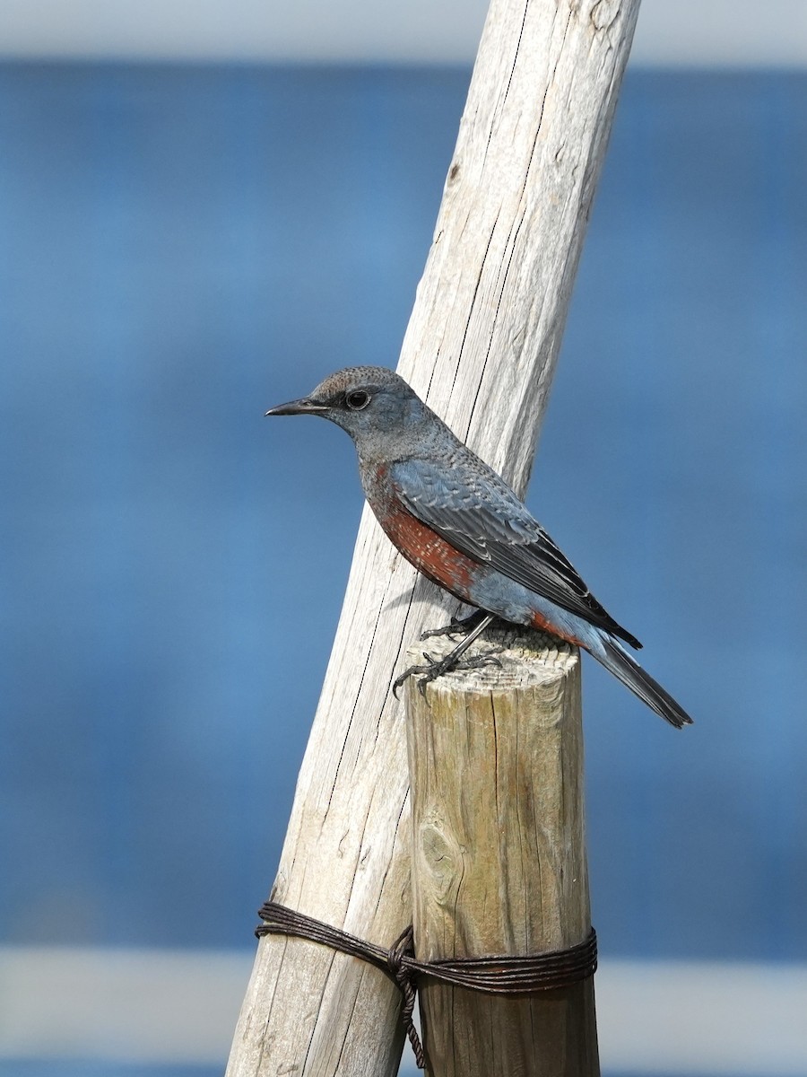 צוקית בודדת (פיליפינים) - ML644576896