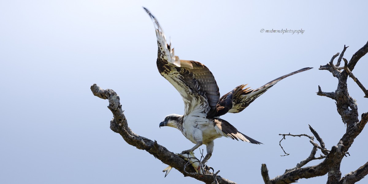 שלך - ML644576897