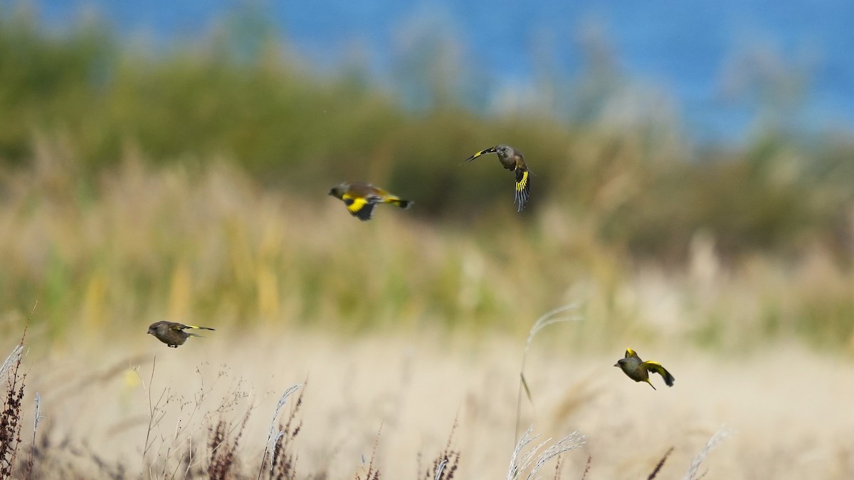 Oriental Greenfinch - ML644576898