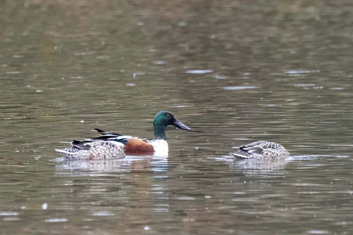 מרית צפונית - ML644576899