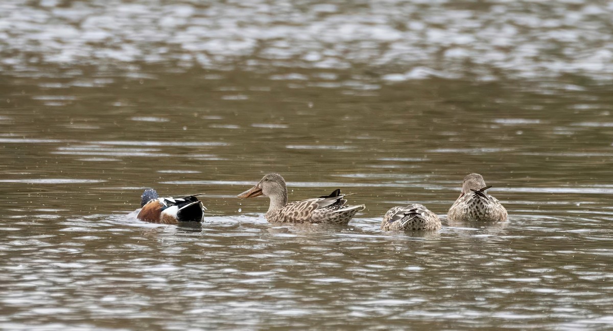 מרית צפונית - ML644576900