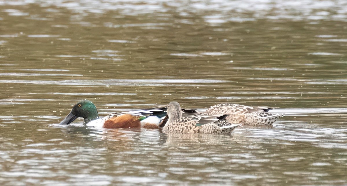 מרית צפונית - ML644576901