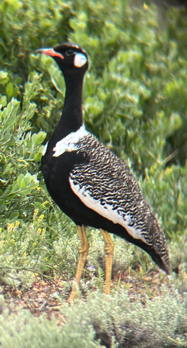 Black Bustard - ML644576902