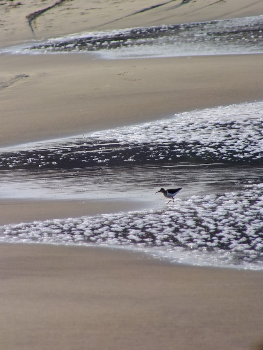 ביצנית לבנת-בטן - ML644576903