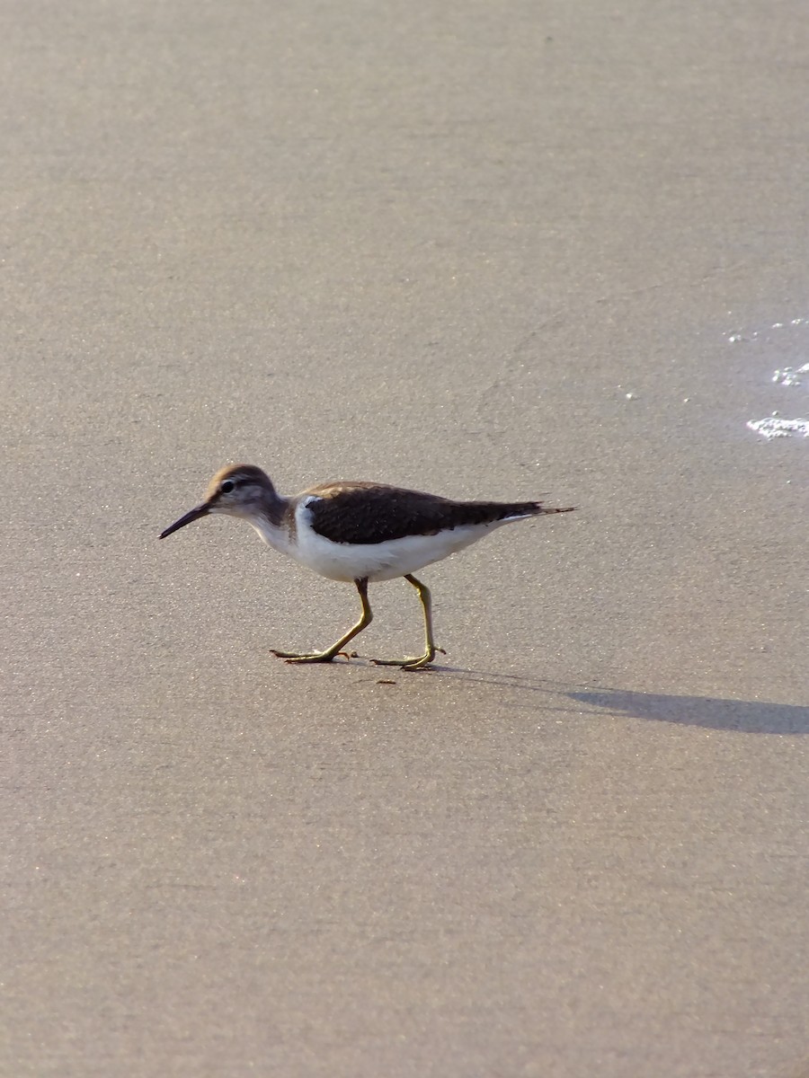 ביצנית לבנת-בטן - ML644576906