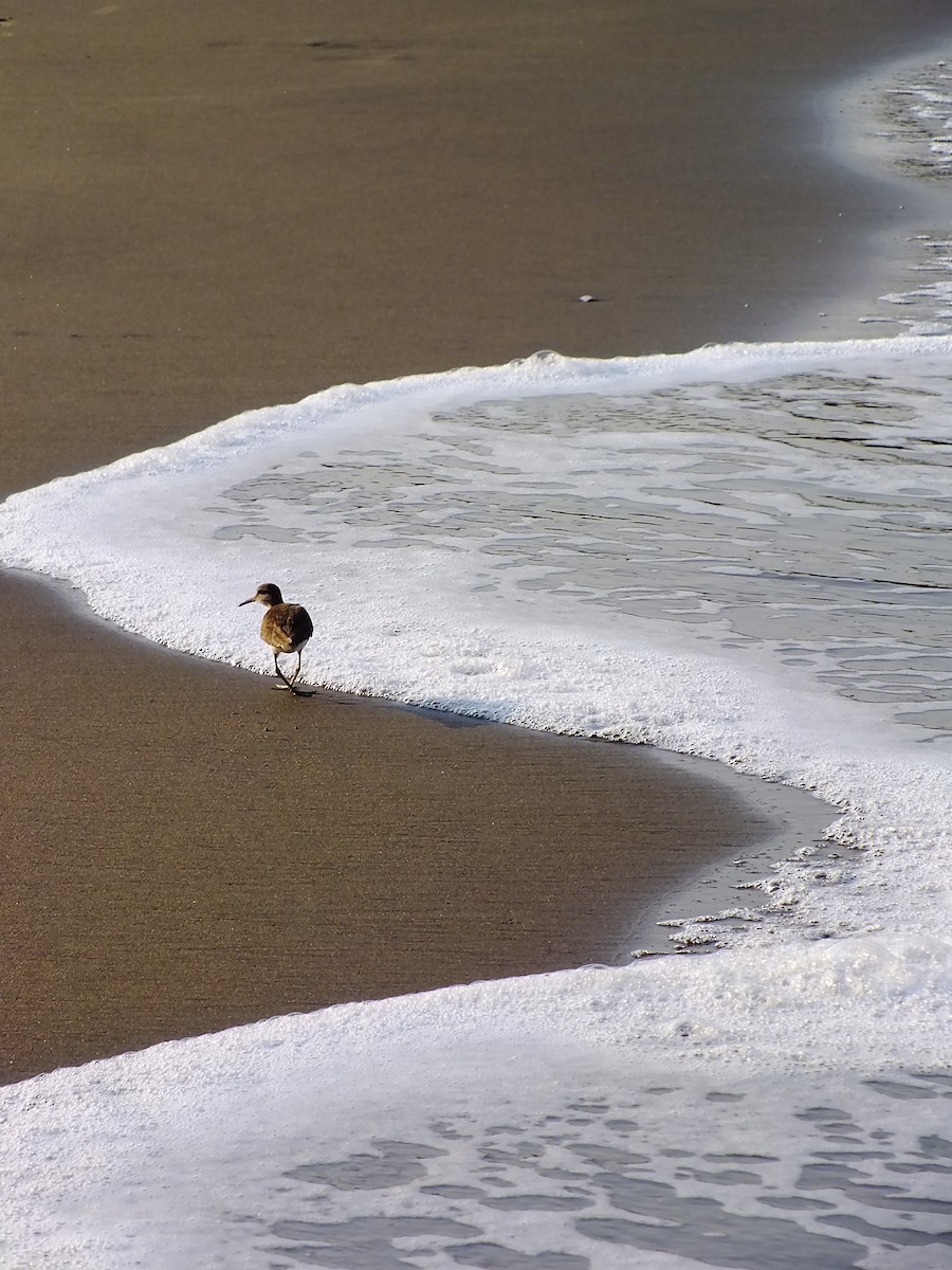 ביצנית לבנת-בטן - ML644576907