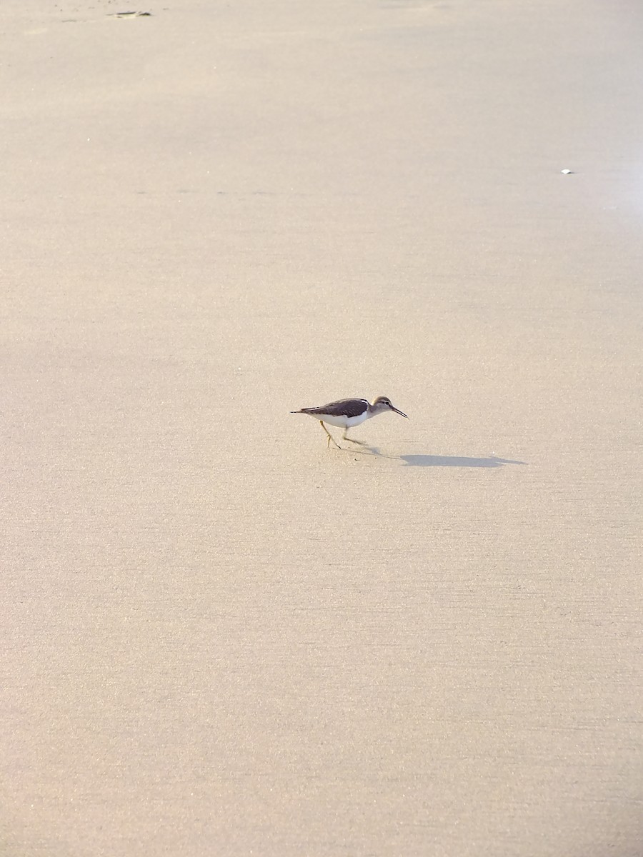 ביצנית לבנת-בטן - ML644576908