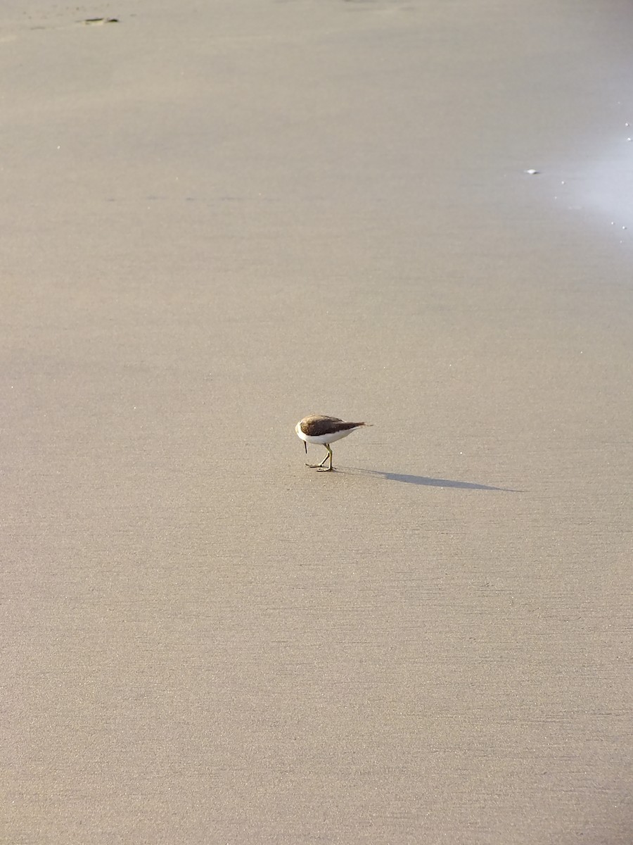 ביצנית לבנת-בטן - ML644576909