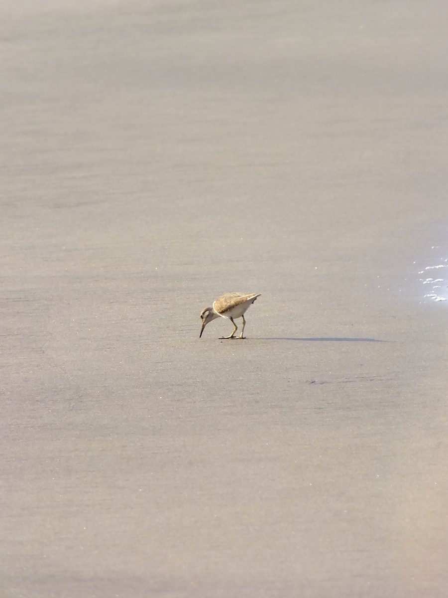 ביצנית לבנת-בטן - ML644576910