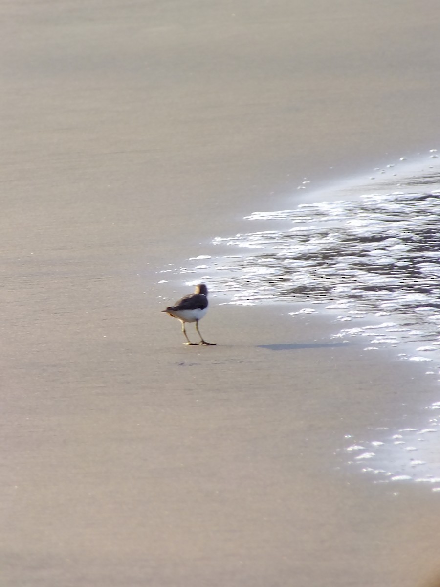 ביצנית לבנת-בטן - ML644576911