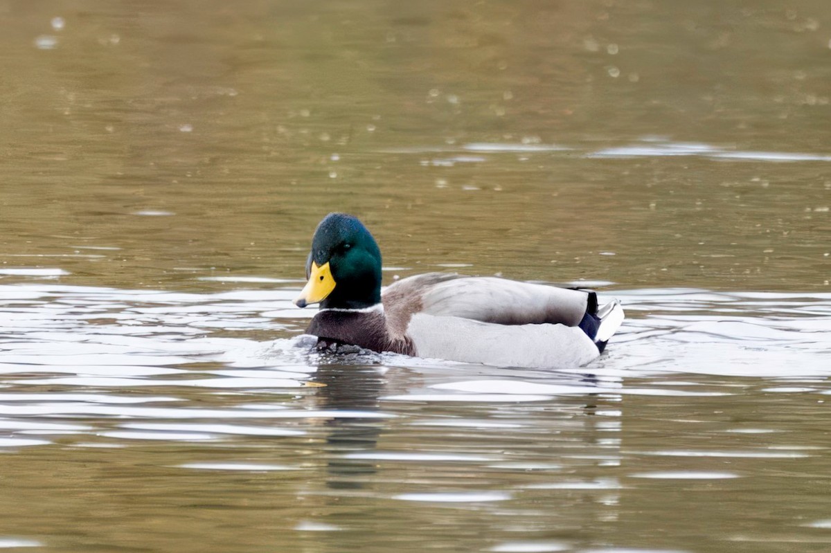 ברכיה - ML644576912