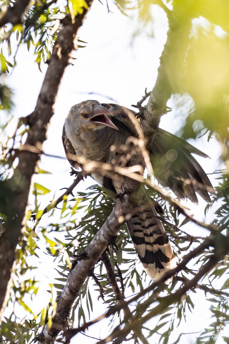 Channel-billed Cuckoo - ML644576913