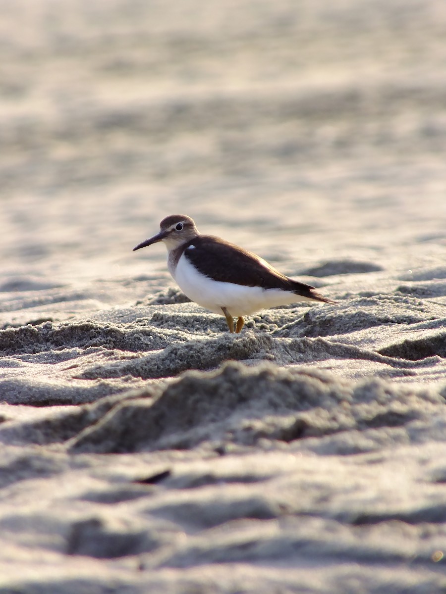 ביצנית לבנת-בטן - ML644576914