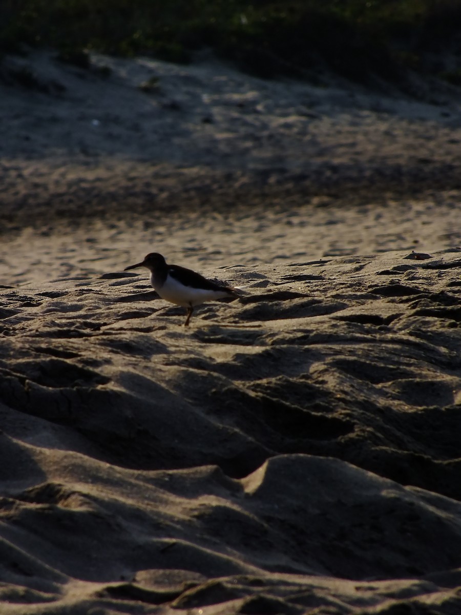 ביצנית לבנת-בטן - ML644576915