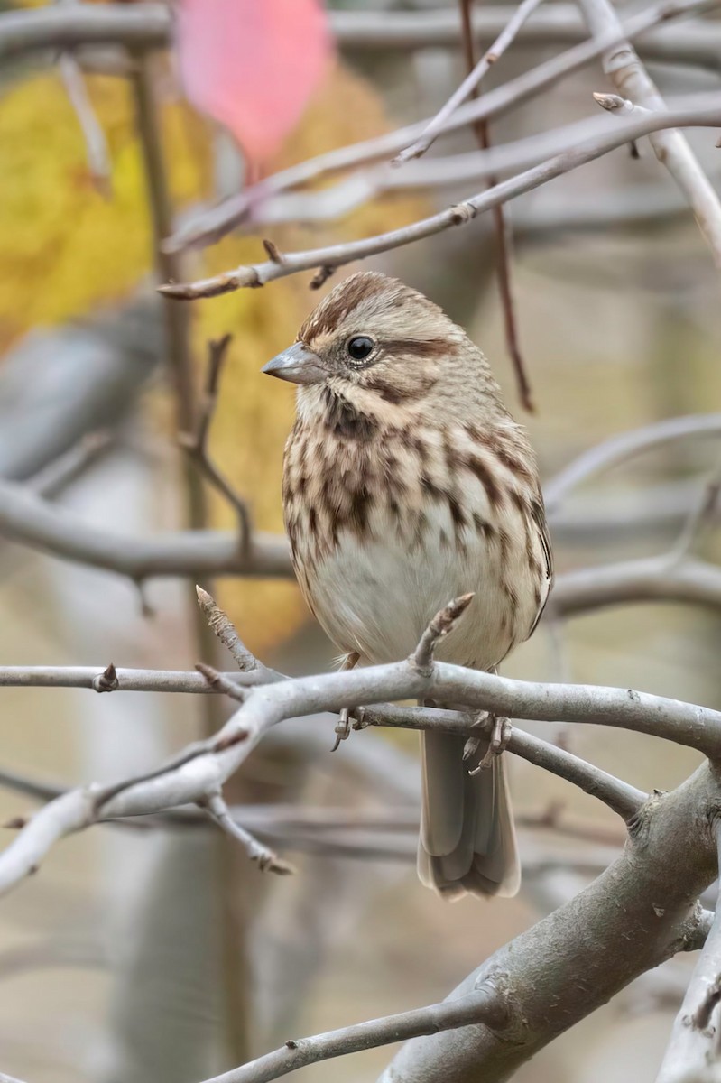גיבתונית רוננת - ML644576916