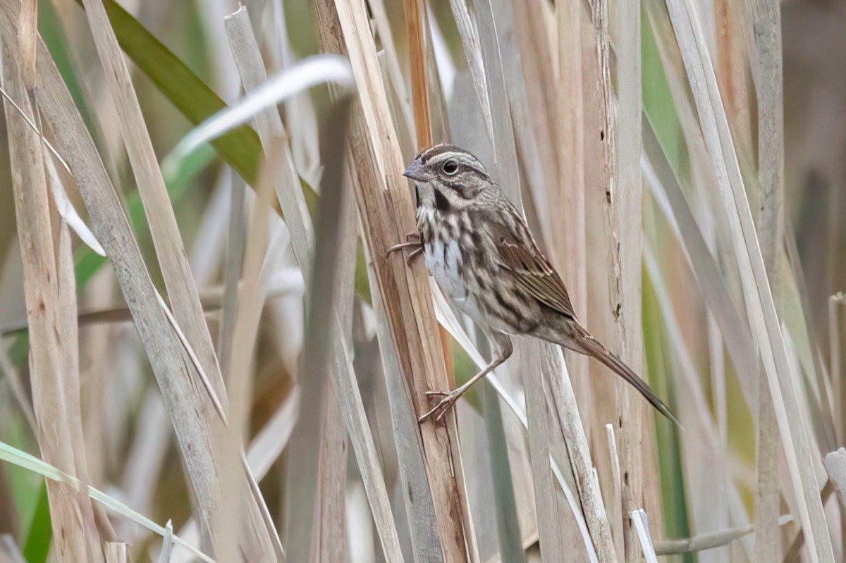גיבתונית רוננת - ML644576917