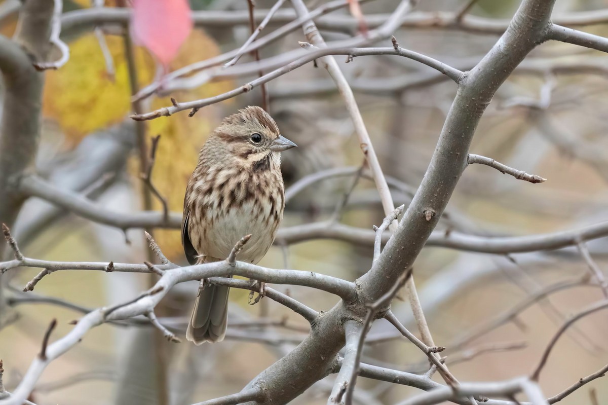 גיבתונית רוננת - ML644576918