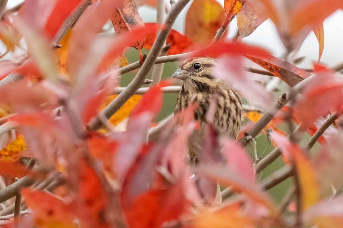 גיבתונית רוננת - ML644576919