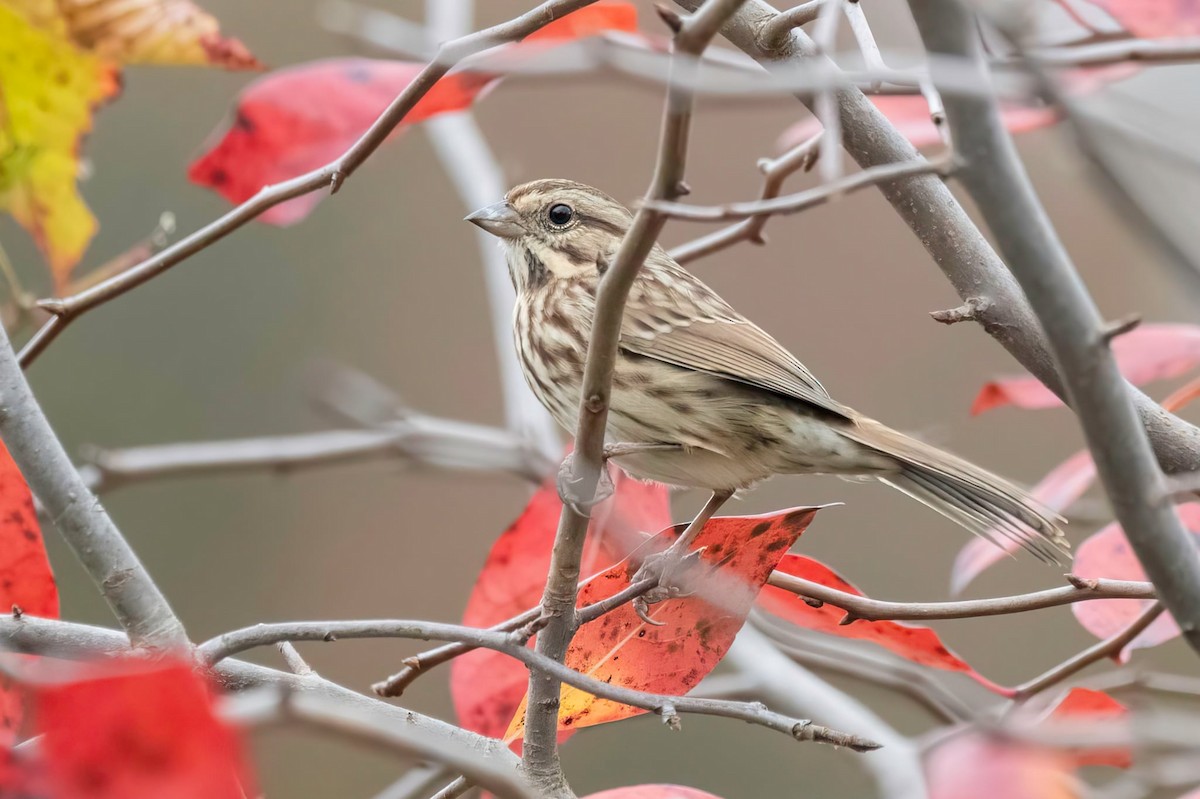 גיבתונית רוננת - ML644576920