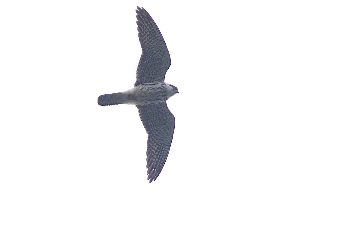 בז אמור - ML644576924