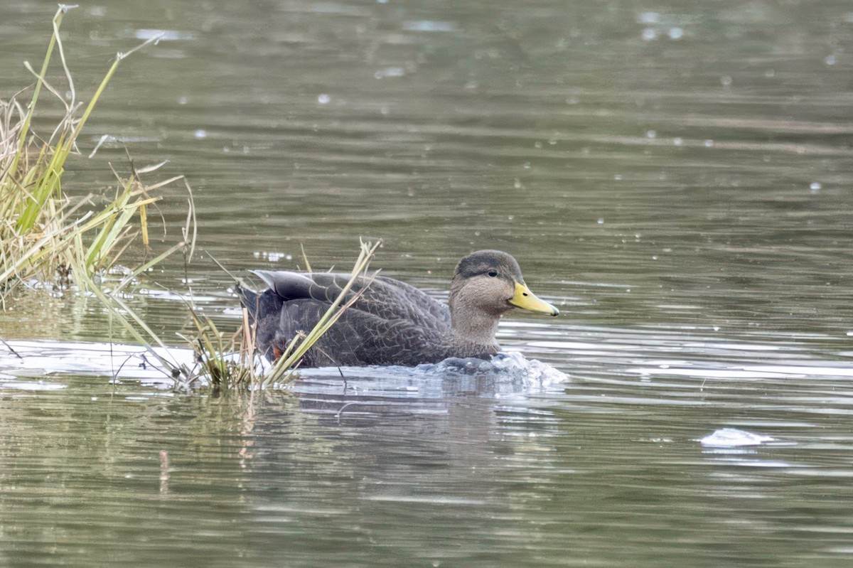 American Black Duck - ML644576932