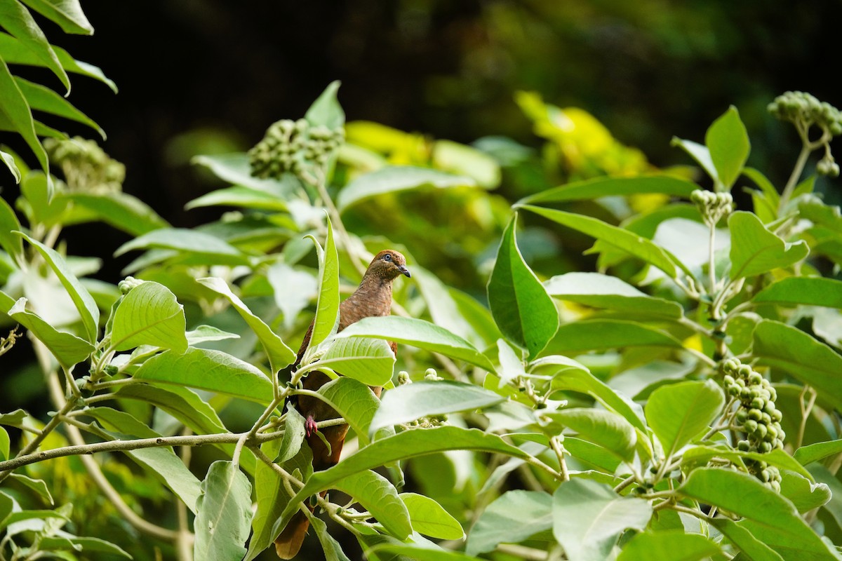 kanelgjøkdue - ML644576940