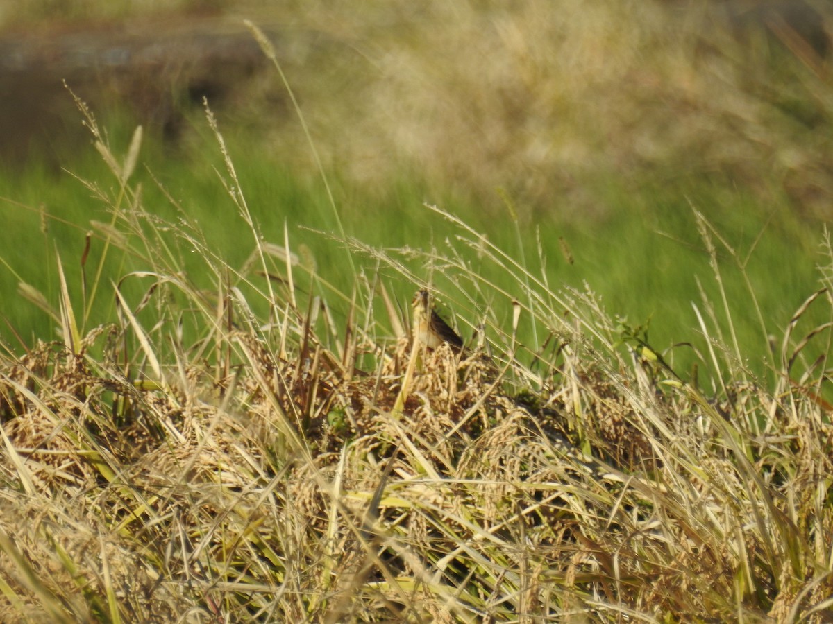 赤胸鵐 - ML644576943