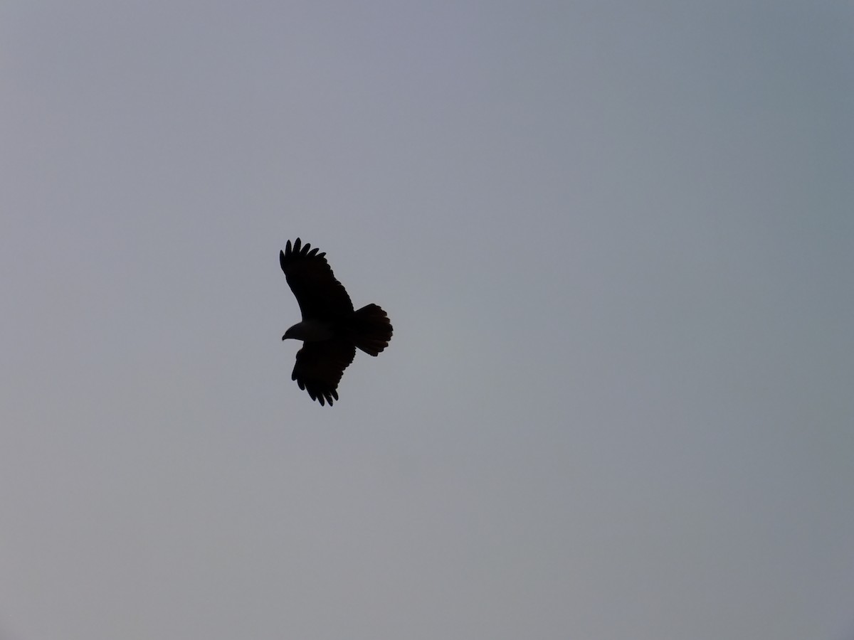 Brahman Çaylağı - ML644576947