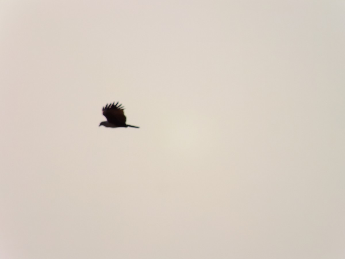 Brahman Çaylağı - ML644576948