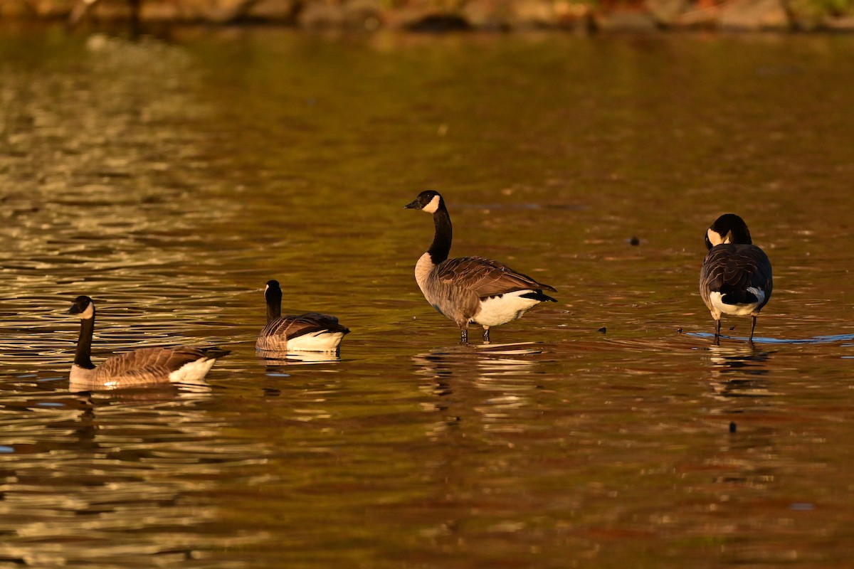 Казарка канадська - ML644576957