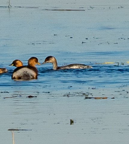 svarthalsdykker - ML644576963