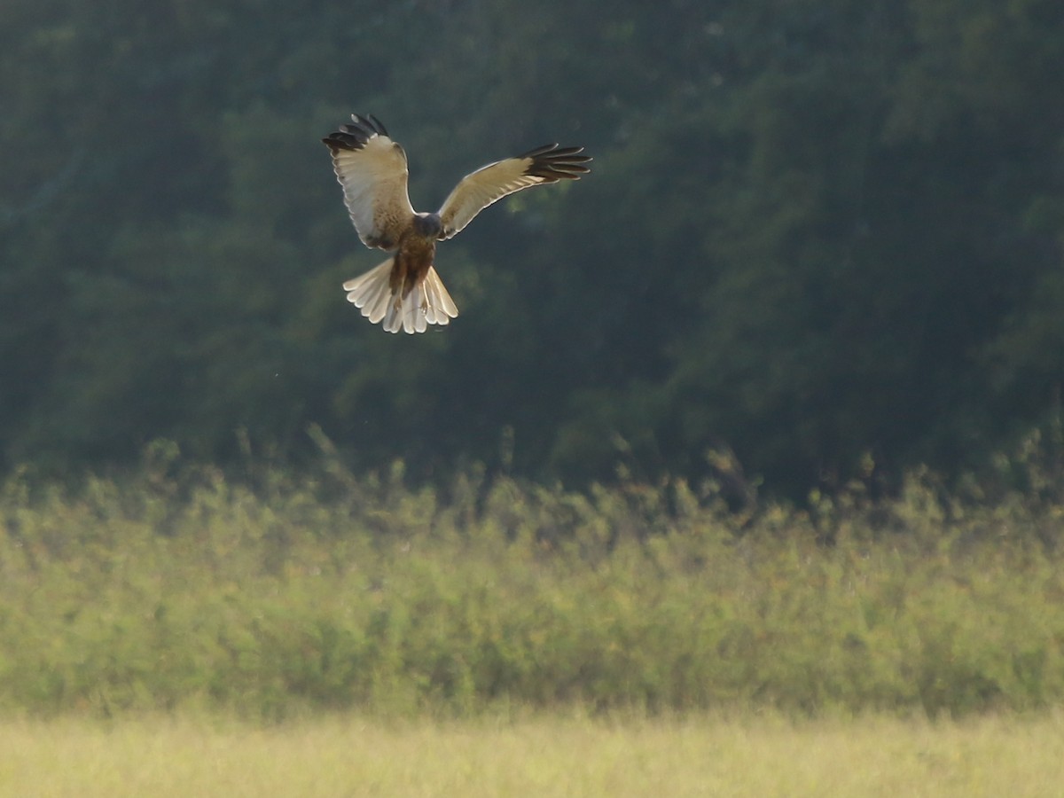 sivhauk - ML644576966