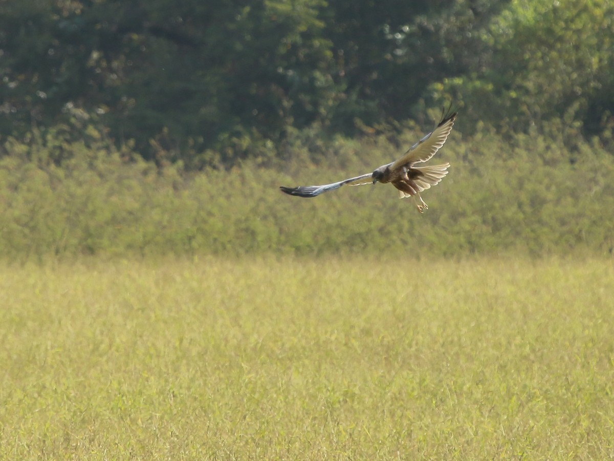 sivhauk - ML644576967