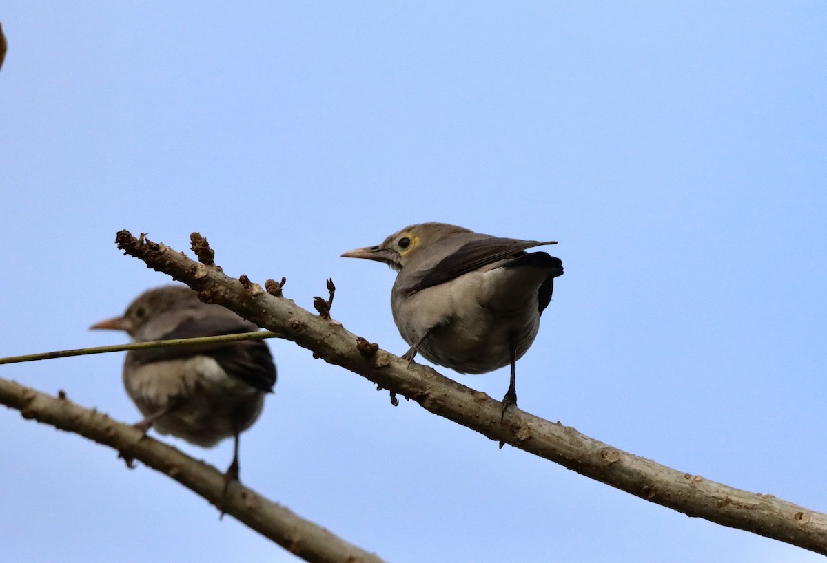 flikstær - ML644576968