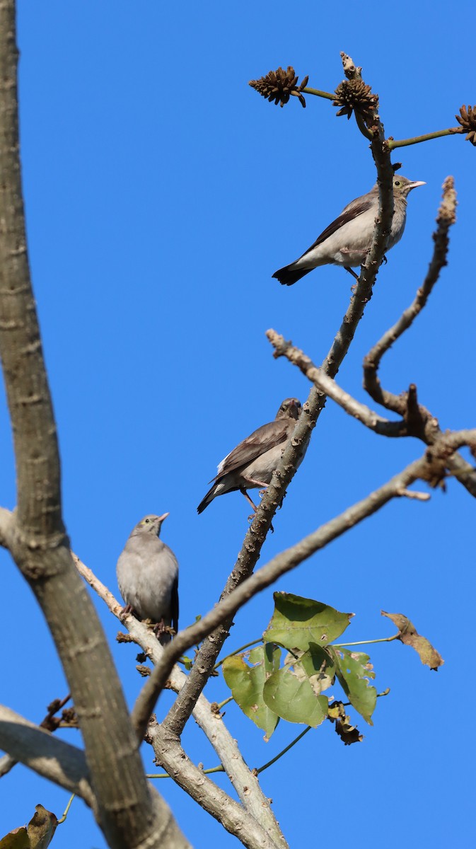 flikstær - ML644576969