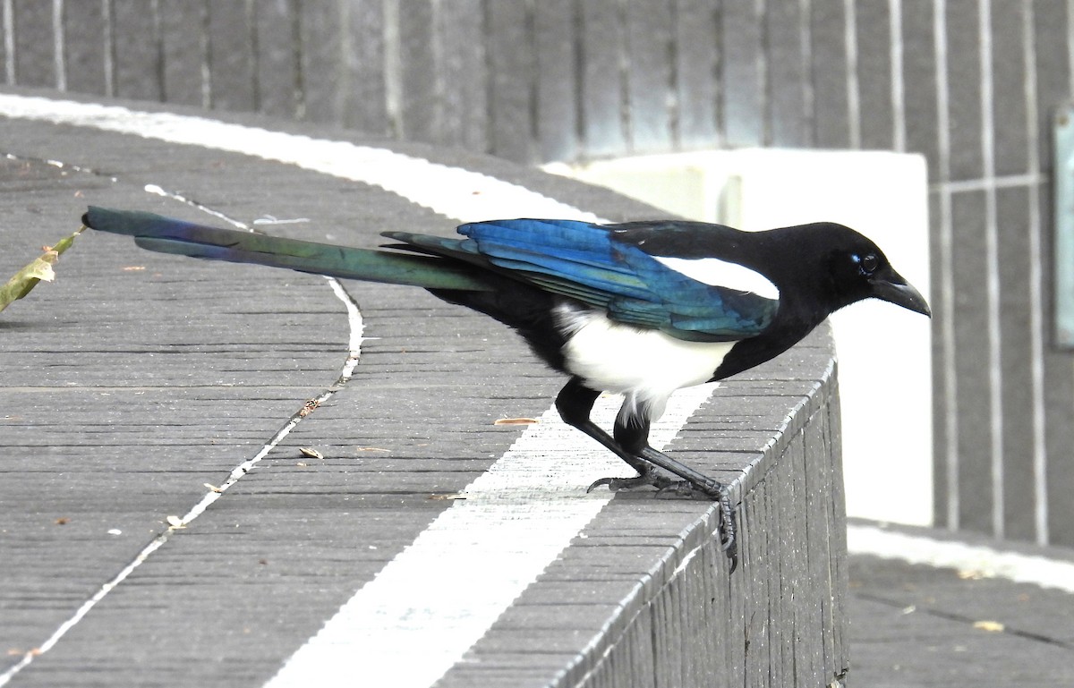 orientskjære - ML644576970