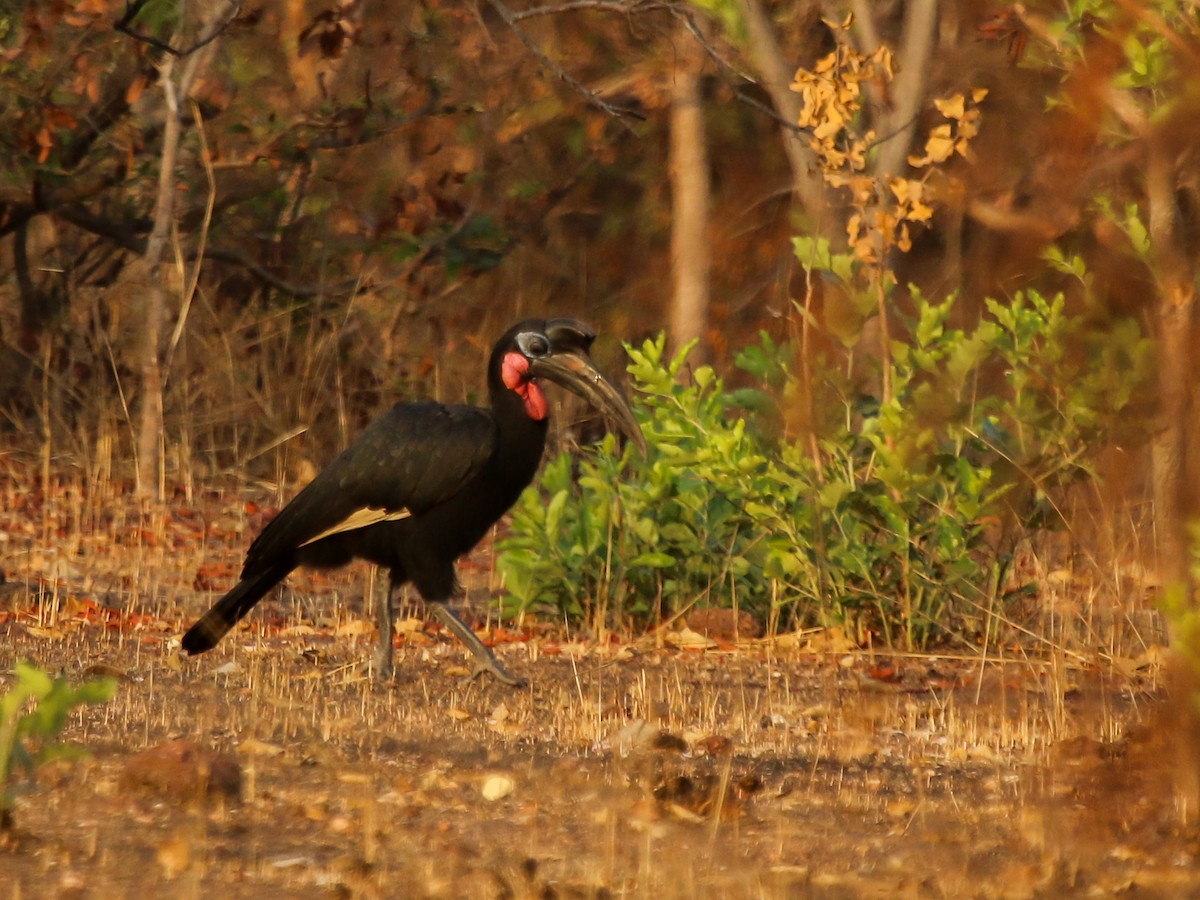 blåmaskehornravn - ML644576971