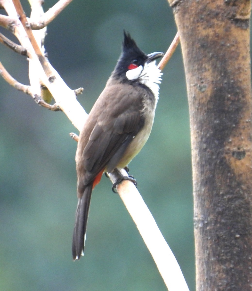 rødørebylbyl - ML644576972