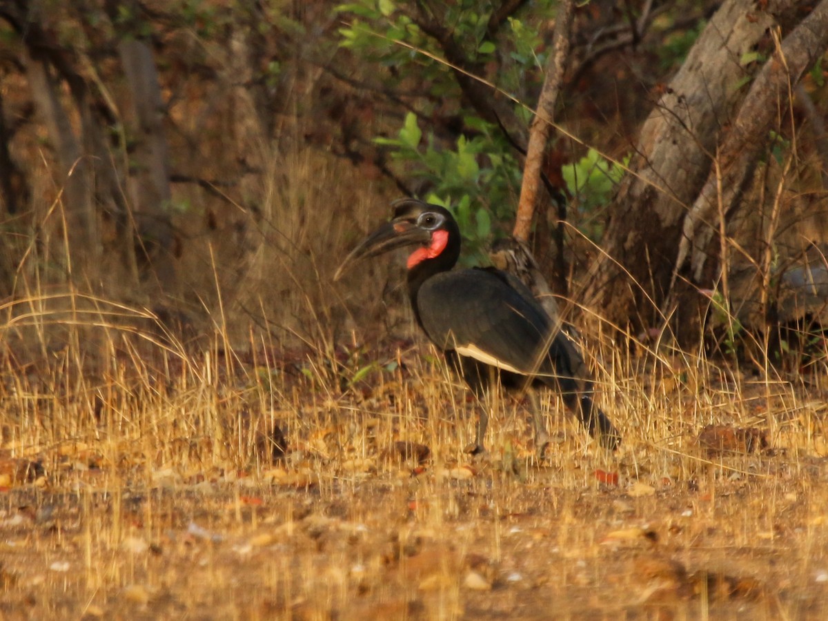 blåmaskehornravn - ML644576973