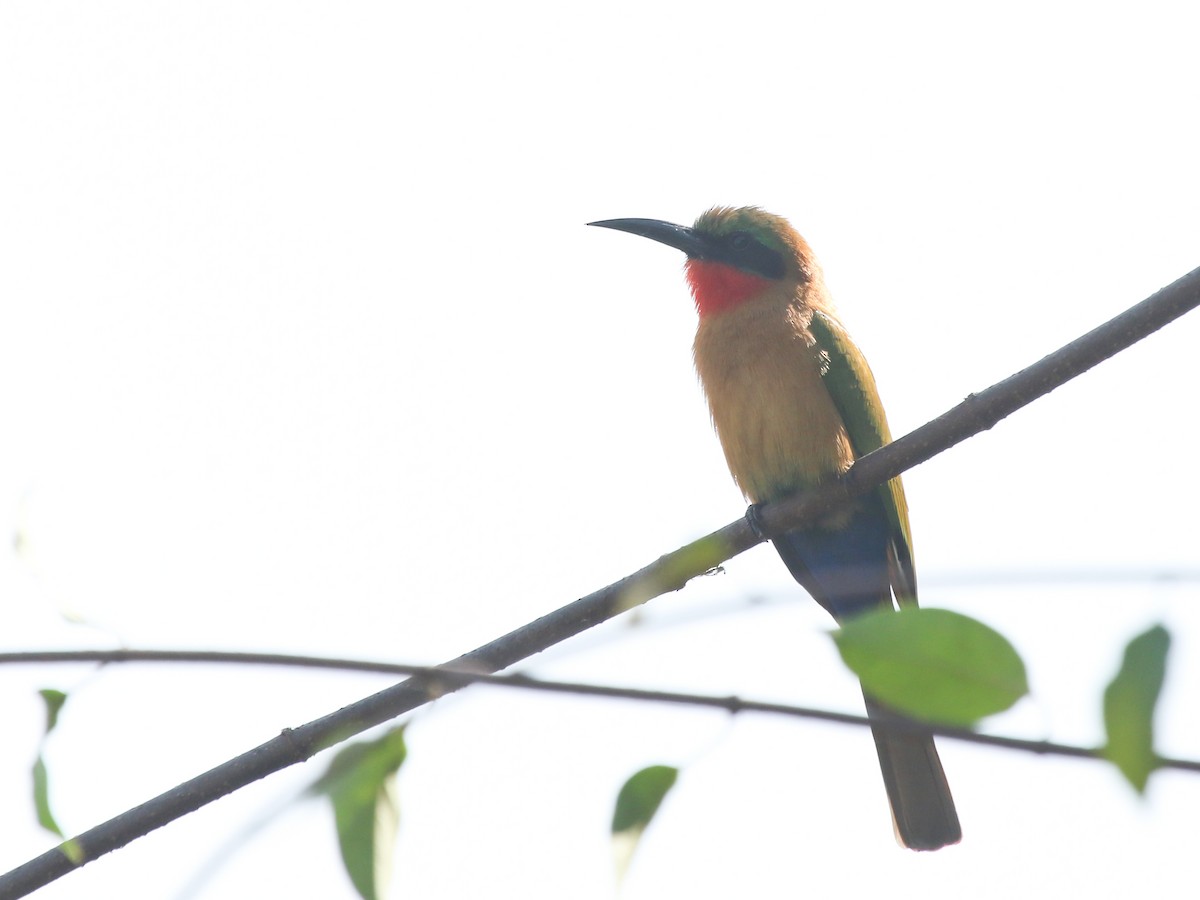 rødstrupebieter - ML644576974